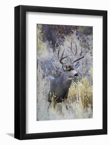 Mule deer buck, emerging from cover-Ken Archer-Framed Photographic Print