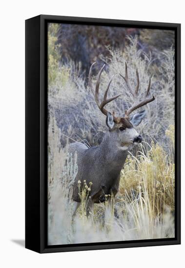 Mule deer buck, emerging from cover-Ken Archer-Framed Premier Image Canvas