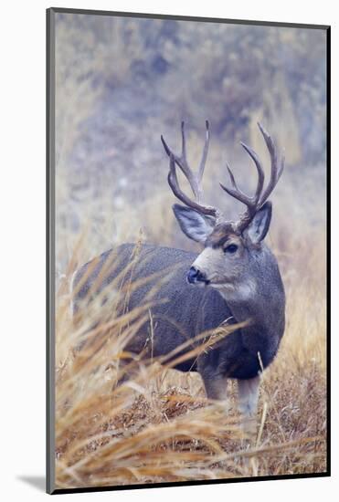 Mule Deer Buck, Foggy Frosty Morning-Ken Archer-Mounted Photographic Print