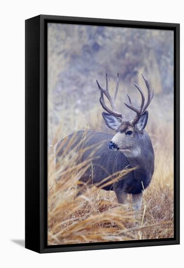 Mule Deer Buck, Foggy Frosty Morning-Ken Archer-Framed Premier Image Canvas