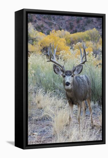 Mule deer buck, high desert autumn-Ken Archer-Framed Premier Image Canvas
