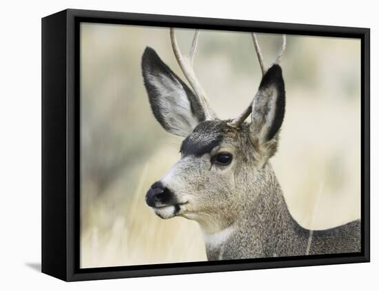 Mule Deer, Buck, Idaho, Usa-Gerry Reynolds-Framed Premier Image Canvas