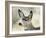 Mule Deer, Buck, Idaho, Usa-Gerry Reynolds-Framed Photographic Print