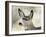 Mule Deer, Buck, Idaho, Usa-Gerry Reynolds-Framed Photographic Print