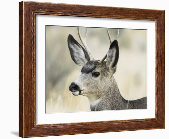 Mule Deer, Buck, Idaho, Usa-Gerry Reynolds-Framed Photographic Print