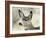 Mule Deer, Buck, Idaho, Usa-Gerry Reynolds-Framed Photographic Print