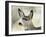 Mule Deer, Buck, Idaho, Usa-Gerry Reynolds-Framed Photographic Print