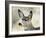 Mule Deer, Buck, Idaho, Usa-Gerry Reynolds-Framed Photographic Print