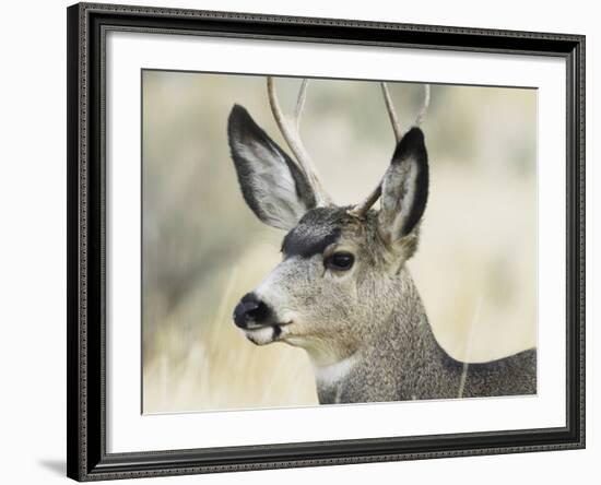 Mule Deer, Buck, Idaho, Usa-Gerry Reynolds-Framed Photographic Print