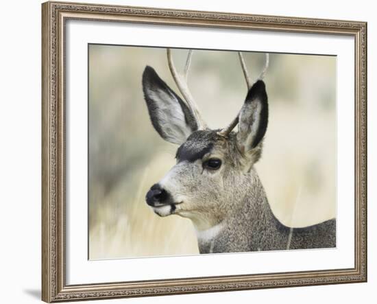 Mule Deer, Buck, Idaho, Usa-Gerry Reynolds-Framed Photographic Print