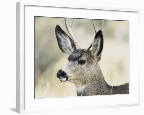 Mule Deer, Buck, Idaho, Usa-Gerry Reynolds-Framed Photographic Print