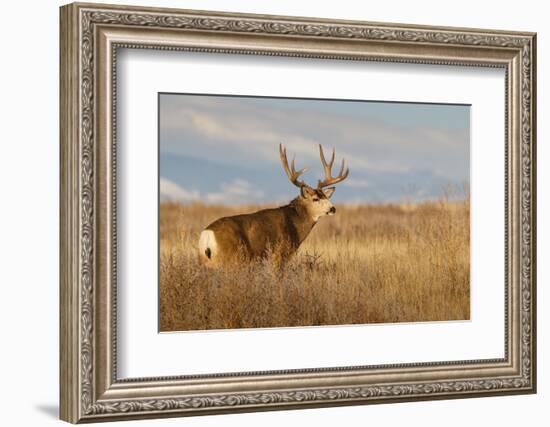 Mule Deer Buck in Winter Grassland Cover-Larry Ditto-Framed Photographic Print