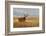 Mule Deer Buck in Winter Grassland Cover-Larry Ditto-Framed Photographic Print