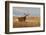 Mule Deer Buck in Winter Grassland Cover-Larry Ditto-Framed Photographic Print