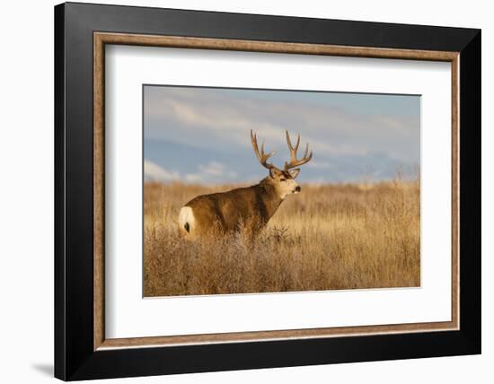 Mule Deer Buck in Winter Grassland Cover-Larry Ditto-Framed Photographic Print