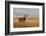 Mule Deer Buck in Winter Grassland Cover-Larry Ditto-Framed Photographic Print