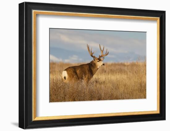 Mule Deer Buck in Winter Grassland Cover-Larry Ditto-Framed Photographic Print