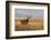 Mule Deer Buck in Winter Grassland Cover-Larry Ditto-Framed Photographic Print