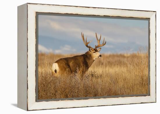 Mule Deer Buck in Winter Grassland Cover-Larry Ditto-Framed Premier Image Canvas