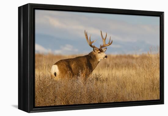 Mule Deer Buck in Winter Grassland Cover-Larry Ditto-Framed Premier Image Canvas