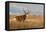 Mule Deer Buck in Winter Grassland Cover-Larry Ditto-Framed Premier Image Canvas
