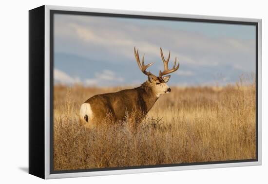 Mule Deer Buck in Winter Grassland Cover-Larry Ditto-Framed Premier Image Canvas