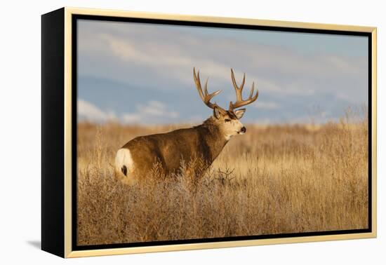 Mule Deer Buck in Winter Grassland Cover-Larry Ditto-Framed Premier Image Canvas