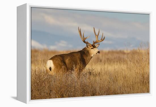 Mule Deer Buck in Winter Grassland Cover-Larry Ditto-Framed Premier Image Canvas