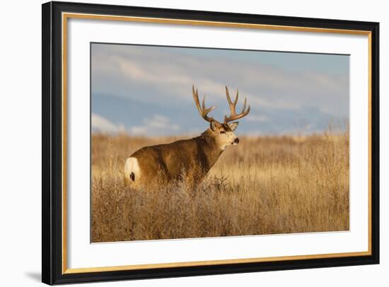 Mule Deer Buck in Winter Grassland Cover-Larry Ditto-Framed Photographic Print