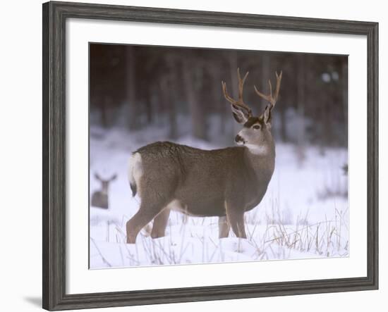 Mule Deer Buck in Winter-Chuck Haney-Framed Photographic Print