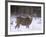 Mule Deer Buck in Winter-Chuck Haney-Framed Photographic Print