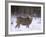 Mule Deer Buck in Winter-Chuck Haney-Framed Photographic Print