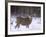 Mule Deer Buck in Winter-Chuck Haney-Framed Photographic Print