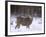 Mule Deer Buck in Winter-Chuck Haney-Framed Photographic Print