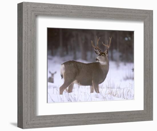 Mule Deer Buck in Winter-Chuck Haney-Framed Photographic Print