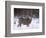 Mule Deer Buck in Winter-Chuck Haney-Framed Photographic Print