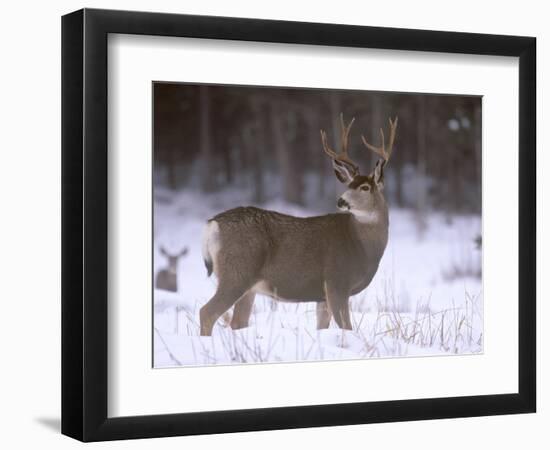 Mule Deer Buck in Winter-Chuck Haney-Framed Photographic Print