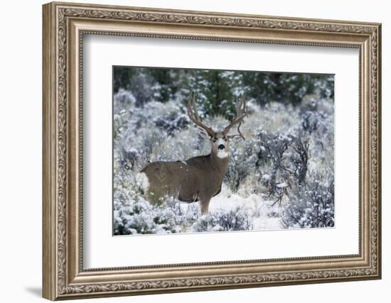 Mule Deer Buck, Late Autumn Snow-Ken Archer-Framed Photographic Print