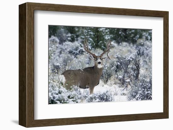 Mule Deer Buck, Late Autumn Snow-Ken Archer-Framed Photographic Print