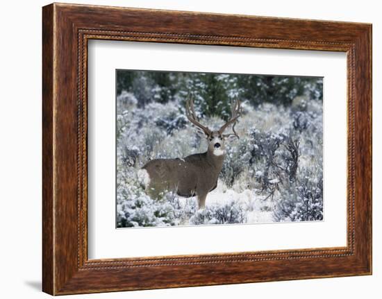 Mule Deer Buck, Late Autumn Snow-Ken Archer-Framed Photographic Print