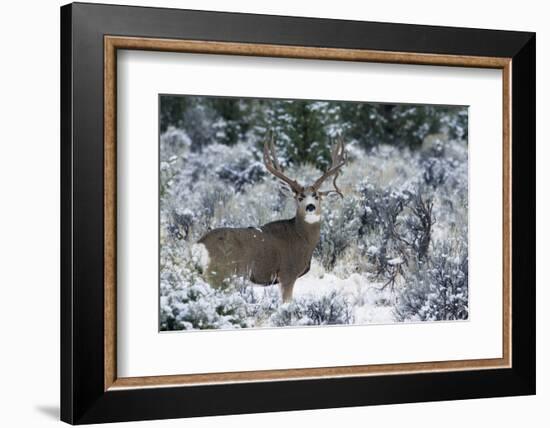 Mule Deer Buck, Late Autumn Snow-Ken Archer-Framed Photographic Print