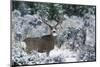Mule Deer Buck, Late Autumn Snow-Ken Archer-Mounted Photographic Print