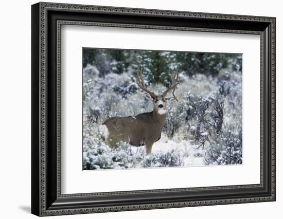 Mule Deer Buck, Late Autumn Snow-Ken Archer-Framed Photographic Print