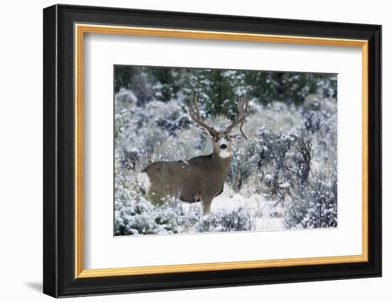 Mule Deer Buck, Late Autumn Snow-Ken Archer-Framed Photographic Print