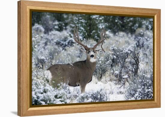 Mule Deer Buck, Late Autumn Snow-Ken Archer-Framed Premier Image Canvas