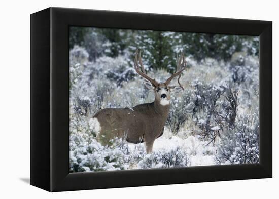 Mule Deer Buck, Late Autumn Snow-Ken Archer-Framed Premier Image Canvas