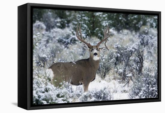 Mule Deer Buck, Late Autumn Snow-Ken Archer-Framed Premier Image Canvas