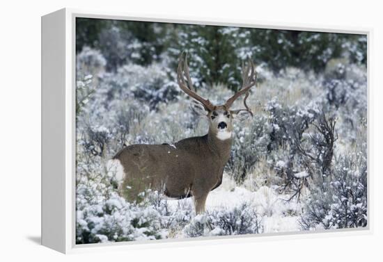 Mule Deer Buck, Late Autumn Snow-Ken Archer-Framed Premier Image Canvas