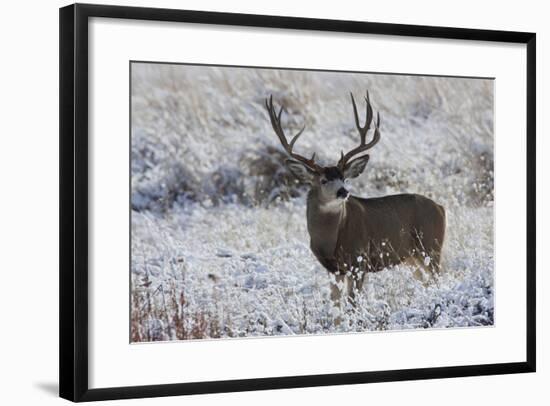 Mule Deer Buck, Late Autumn Snow-Ken Archer-Framed Photographic Print