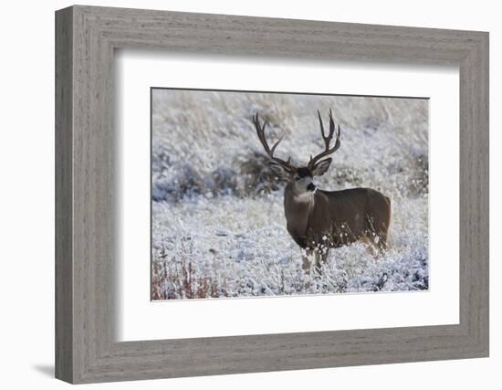 Mule Deer Buck, Late Autumn Snow-Ken Archer-Framed Photographic Print